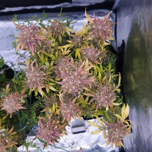 Night Owl LSO/Organics !. Week 12 - Instant Classik (Day 79)