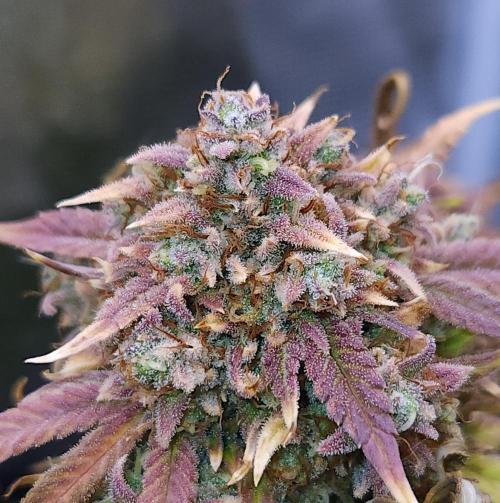 Night Owl LSO/Organics !. Week 12 - Instant Classik (Day 79)