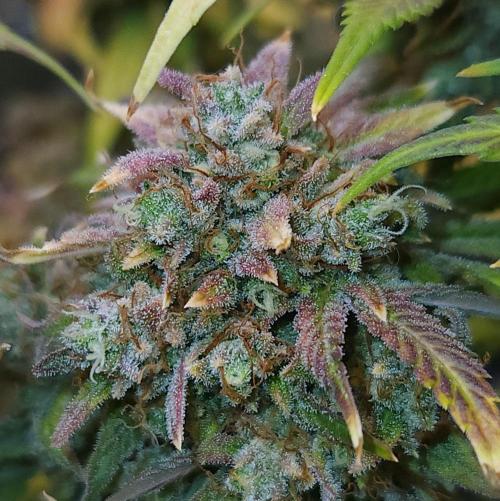 Night Owl LSO/Organics !. Week 12 - Instant Classik (Day 79)