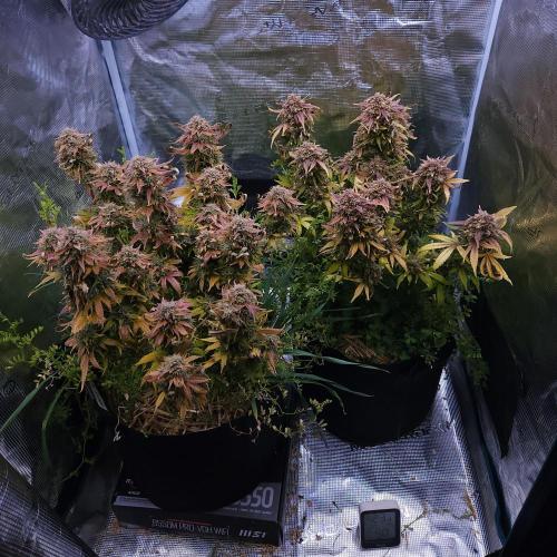 Night Owl LSO/Organics !. Week 12 - 07/19/26