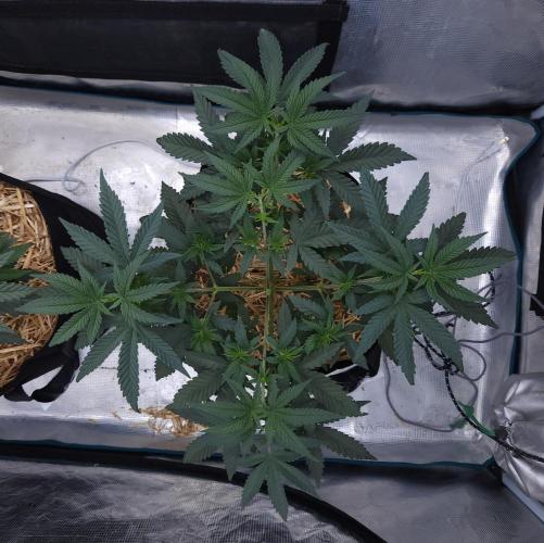 Romdog/Garlic Fever LSO + Organics !. Week 5 - Romdog (Day 32)