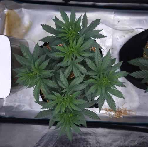 Romdog/Garlic Fever LSO + Organics !. Week 5 - Garlic Fever (Day 32)