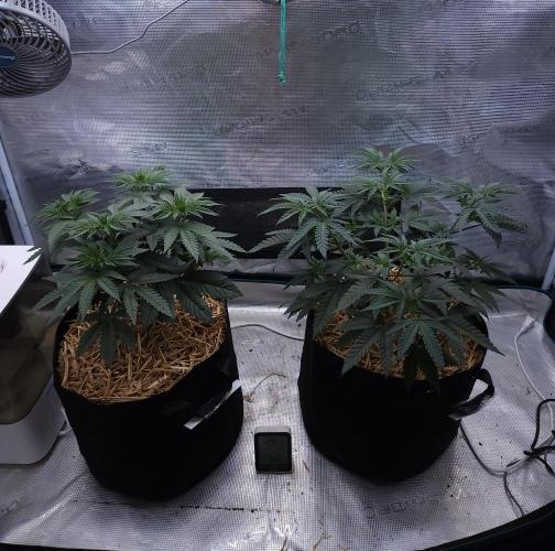 Romdog/Garlic Fever LSO + Organics !. Week 5 - 07/20/26