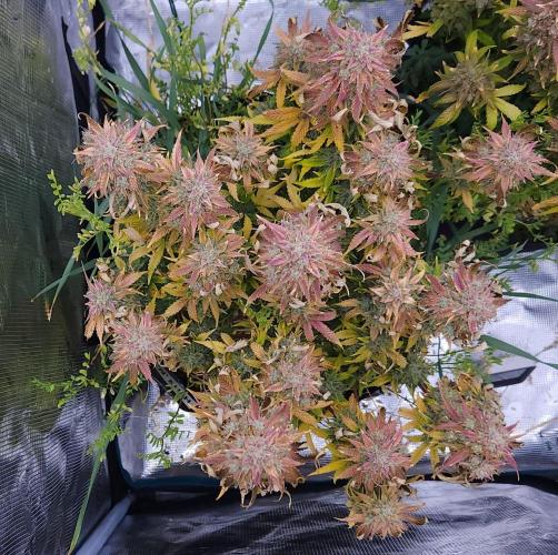 Night Owl LSO/Organics !. Week 12 - Chem 'N' Kush (Day 80)