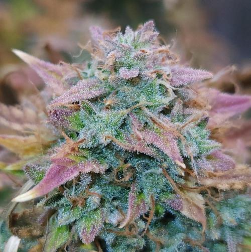 Night Owl LSO/Organics !. Week 12 - Chem 'N' Kush (Day 80)
