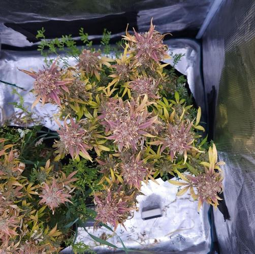 Night Owl LSO/Organics !. Week 12 - Instant Classik (Day 80)