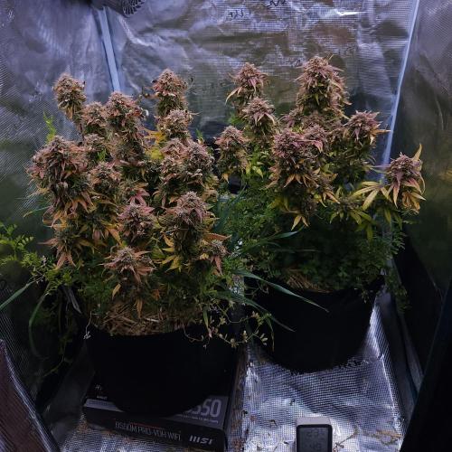 Night Owl LSO/Organics !. Week 12 - 07/20/26