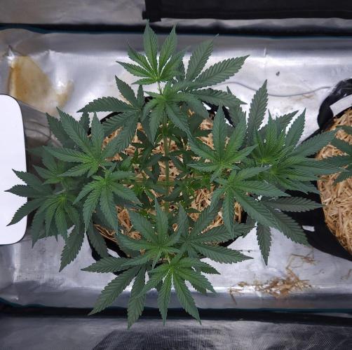 Romdog/Garlic Fever LSO + Organics !. Week 5 - Garlic Fever (Day 33)