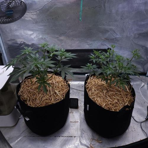 Romdog/Garlic Fever LSO + Organics !. Week 5 - 07/21/26
