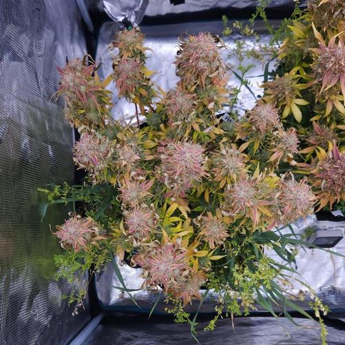 Night Owl LSO/Organics !. Week 12 - Chem 'N' Kush (Day 81)