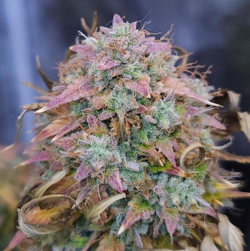 Night Owl LSO/Organics !. Week 12 - Chem 'N' Kush (Day 81)