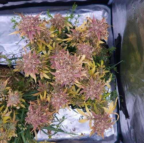 Night Owl LSO/Organics !. Week 12 - Instant Classik (Day 81)