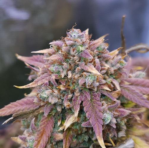 Night Owl LSO/Organics !. Week 12 - Instant Classik (Day 81)