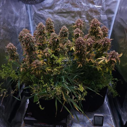 Night Owl LSO/Organics !. Week 12 - 07/21/26