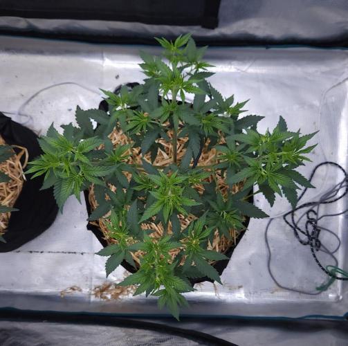 Romdog/Garlic Fever LSO + Organics !. Week 5 - Romdog (Day 34)