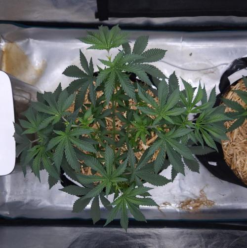Romdog/Garlic Fever LSO + Organics !. Week 5 - Garlic Fever (Day 34)