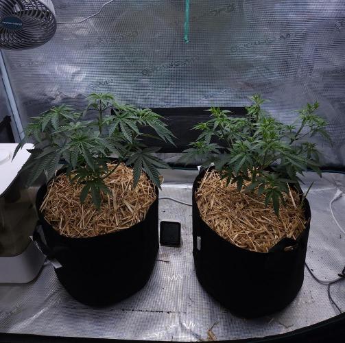 Romdog/Garlic Fever LSO + Organics !. Week 5 - 07/22/26