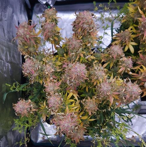 Night Owl LSO/Organics !. Week 12 - Chem 'N' Kush (Day 82)