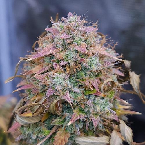 Night Owl LSO/Organics !. Week 12 - Chem 'N' Kush (Day 82)