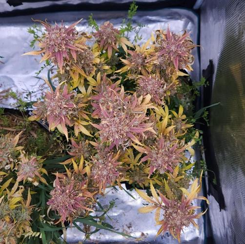 Night Owl LSO/Organics !. Week 12 - Instant Classik (Day 82)
