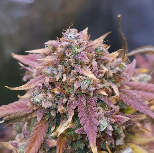 Night Owl LSO/Organics !. Week 12 - Instant Classik (Day 82)