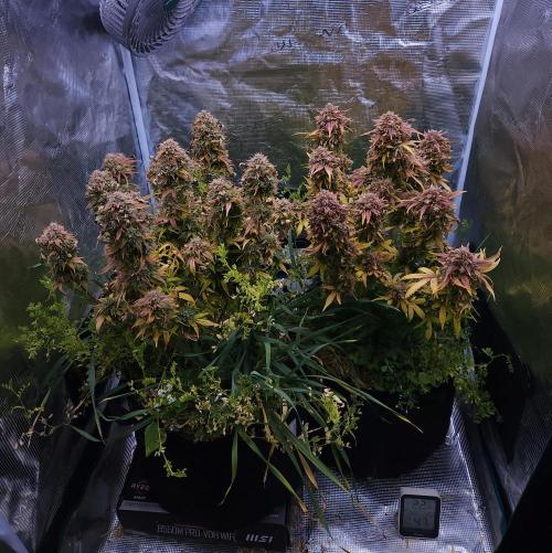 Night Owl LSO/Organics !. Week 12 - 07/22/26