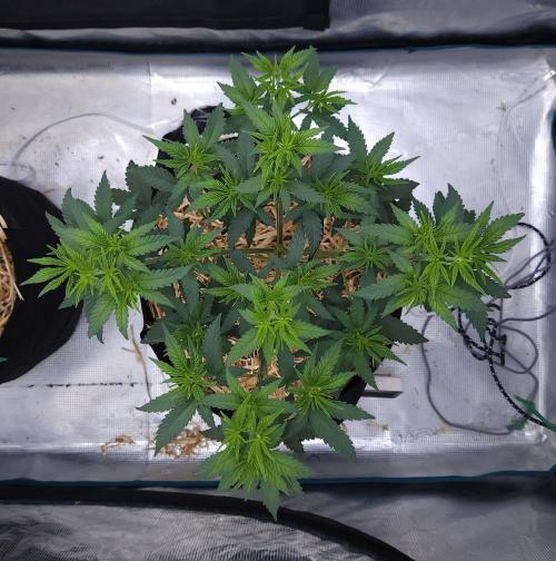 Romdog/Garlic Fever LSO + Organics !. Week 6 - Romdog (Day 35)