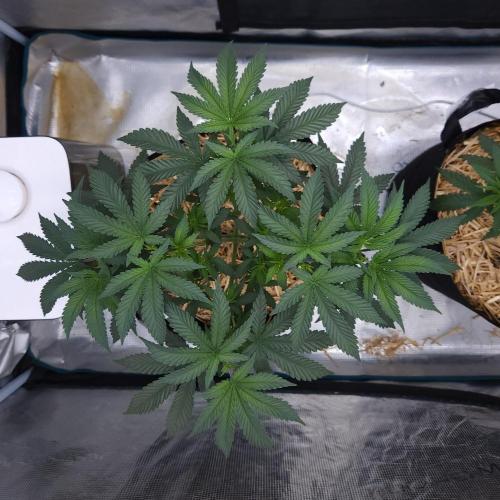 Romdog/Garlic Fever LSO + Organics !. Week 6 - Garlic Fever (Day 35)