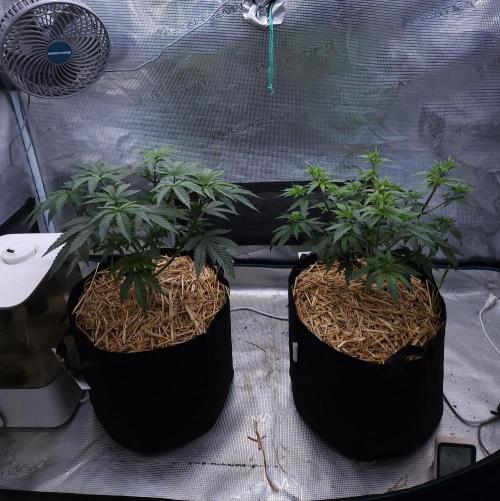 Romdog/Garlic Fever LSO + Organics !. Week 6 - 07/23/26