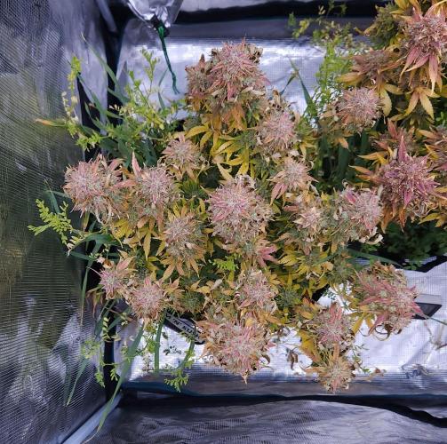 Night Owl LSO/Organics !. Week 12 - Chem 'N' Kush (Day 83)