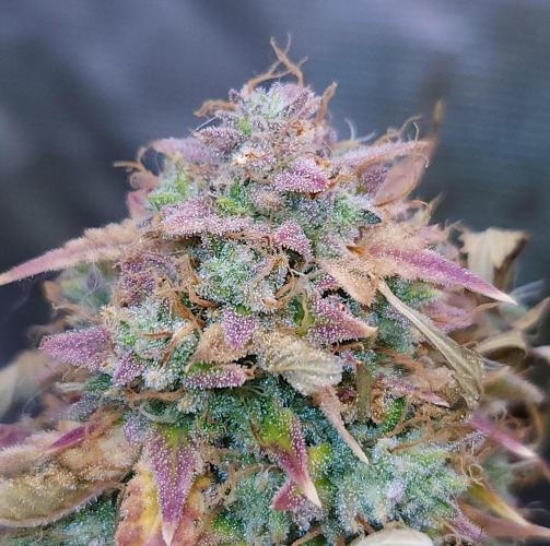 Night Owl LSO/Organics !. Week 12 - Chem 'N' Kush (Day 83)