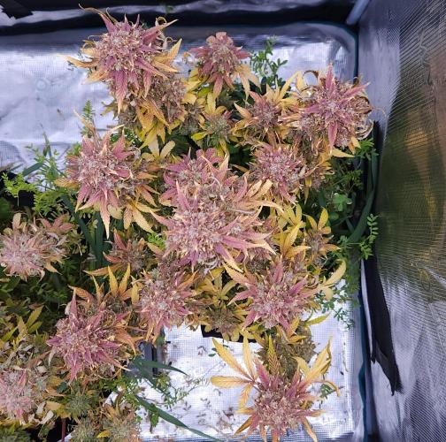 Night Owl LSO/Organics !. Week 12 - Instant Classik (Day 83)