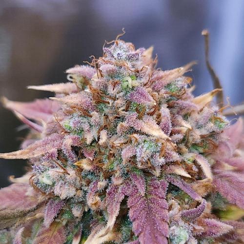 Night Owl LSO/Organics !. Week 12 - Instant Classik (Day 83)