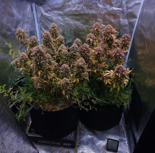 Night Owl LSO/Organics !. Week 12 - 07/23/26