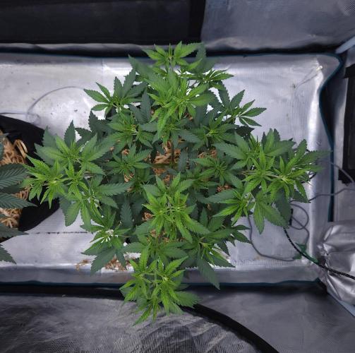 Romdog/Garlic Fever LSO + Organics !. Week 6 - Romdog (Day 36)