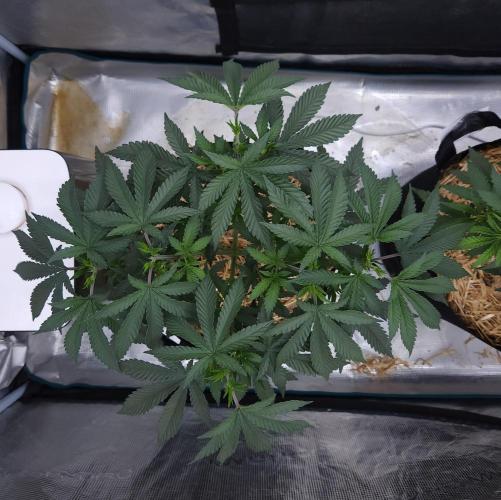Romdog/Garlic Fever LSO + Organics !. Week 6 - Garlic Fever (Day 36)