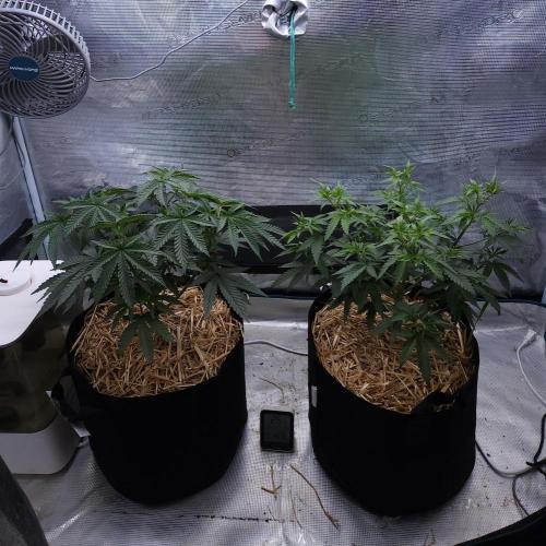 Romdog/Garlic Fever LSO + Organics !. Week 6 - 07/24/26