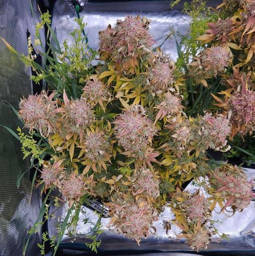 Night Owl LSO/Organics !. Week 12 - Chem 'N' Kush (Day 84)