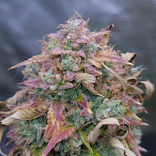 Night Owl LSO/Organics !. Week 12 - Chem 'N' Kush (Day 84)
