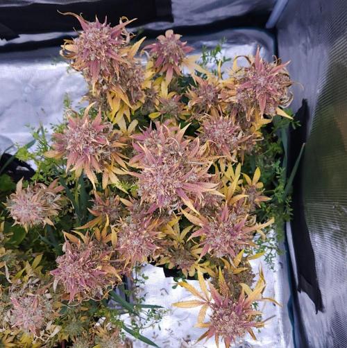 Night Owl LSO/Organics !. Week 12 - Instant Classik (Day 84)