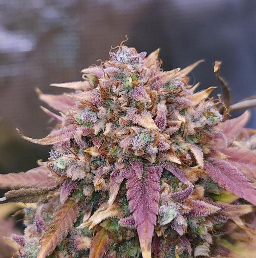 Night Owl LSO/Organics !. Week 12 - Instant Classik (Day 84)