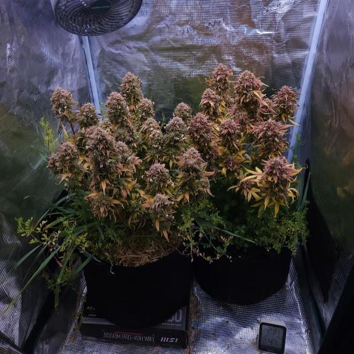 Night Owl LSO/Organics !. Week 12 - 07/24/26