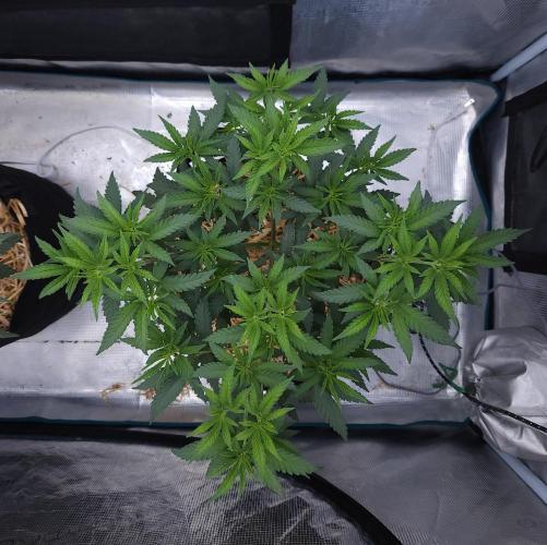 Romdog/Garlic Fever LSO + Organics !. Week 6 - Romdog (Day 37)