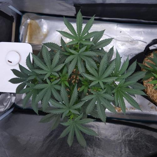 Romdog/Garlic Fever LSO + Organics !. Week 6 - Garlic Fever (Day 37)