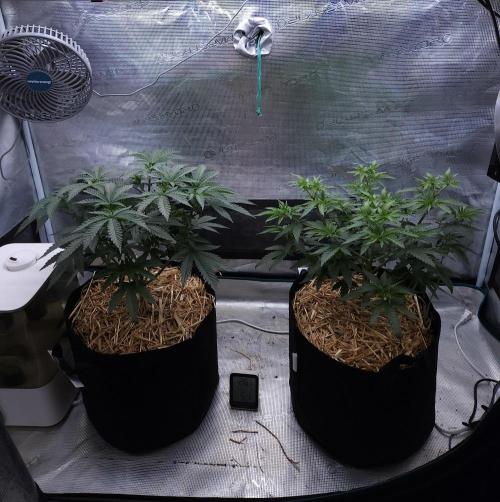Romdog/Garlic Fever LSO + Organics !. Week 6 - 07/25/26