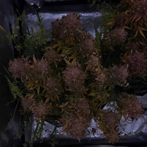 Night Owl LSO/Organics !. Week 12 - Chem 'N' Kush (Day 85)