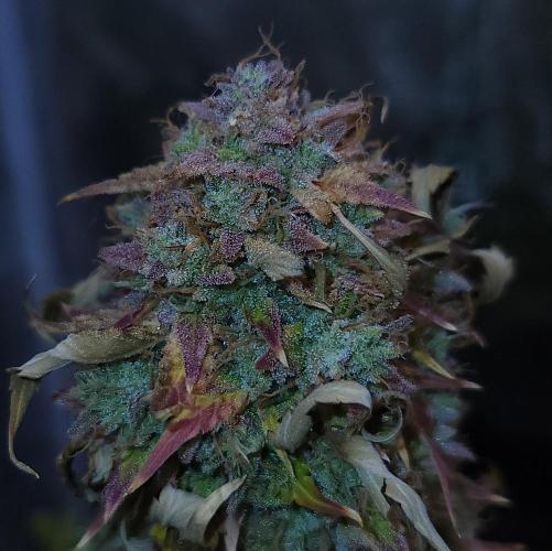Night Owl LSO/Organics !. Week 12 - Chem 'N' Kush (Day 85)