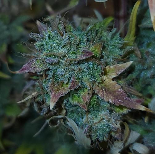 Night Owl LSO/Organics !. Week 12 - Chem 'N' Kush (Day 85)