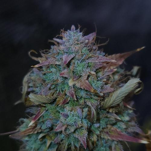 Night Owl LSO/Organics !. Week 12 - Chem 'N' Kush (Day 85)