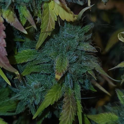 Night Owl LSO/Organics !. Week 12 - Chem 'N' Kush (Day 85)